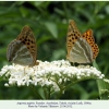 argynnis paphia female2